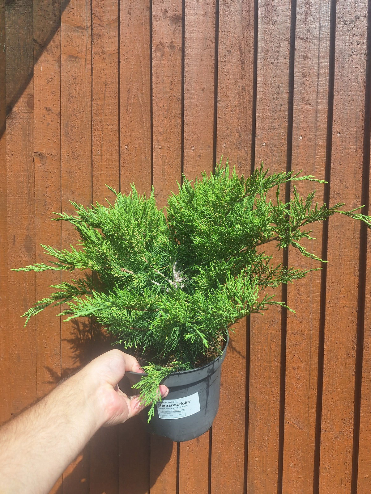 Juniperus Sabina 3L Pot – Juniper Pre-Bonsai Starter Tree Outdoor Evergreen