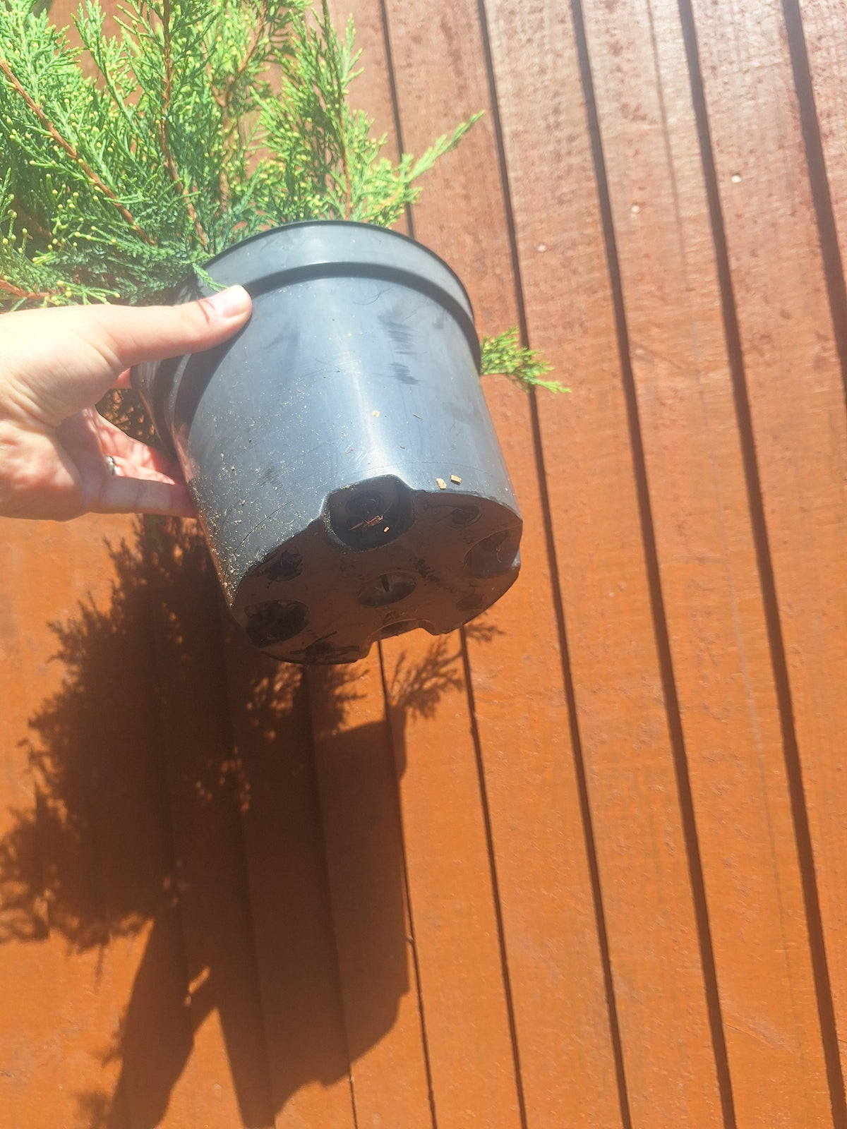 Juniperus Sabina 3L Pot – Juniper Pre-Bonsai Starter Tree Outdoor Evergreen