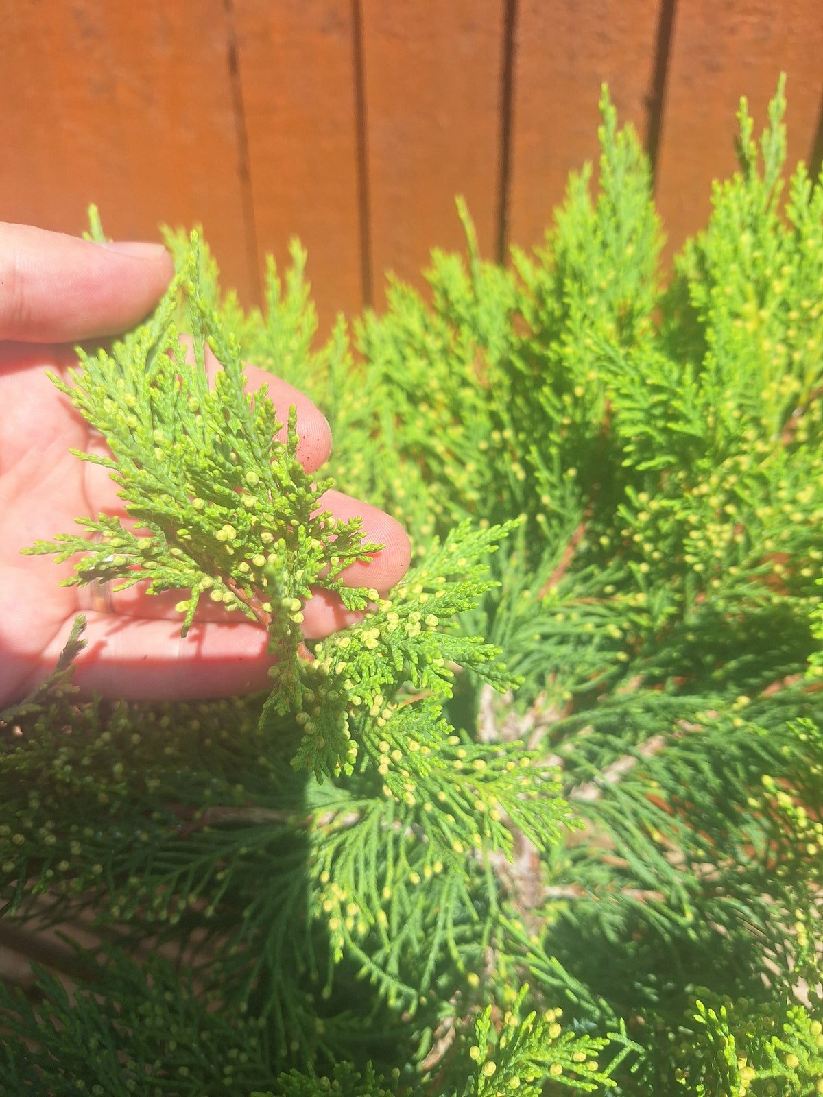 Juniperus Sabina 3L Pot – Juniper Pre-Bonsai Starter Tree Outdoor Evergreen