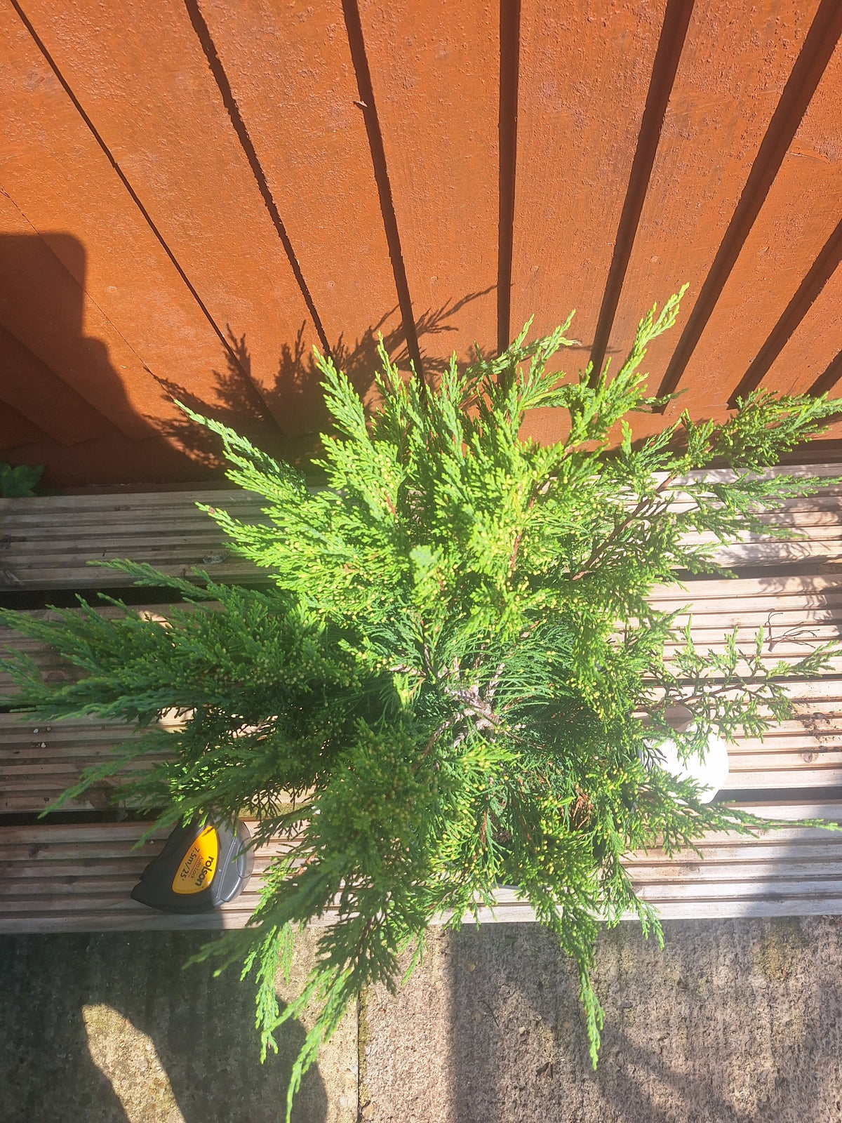 Juniperus Sabina 3L Pot – Juniper Pre-Bonsai Starter Tree Outdoor Evergreen