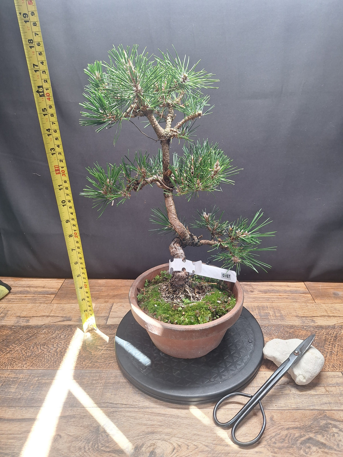 Japanese black pine Bonsai -Pinus Thumbergii Kobotuki #767