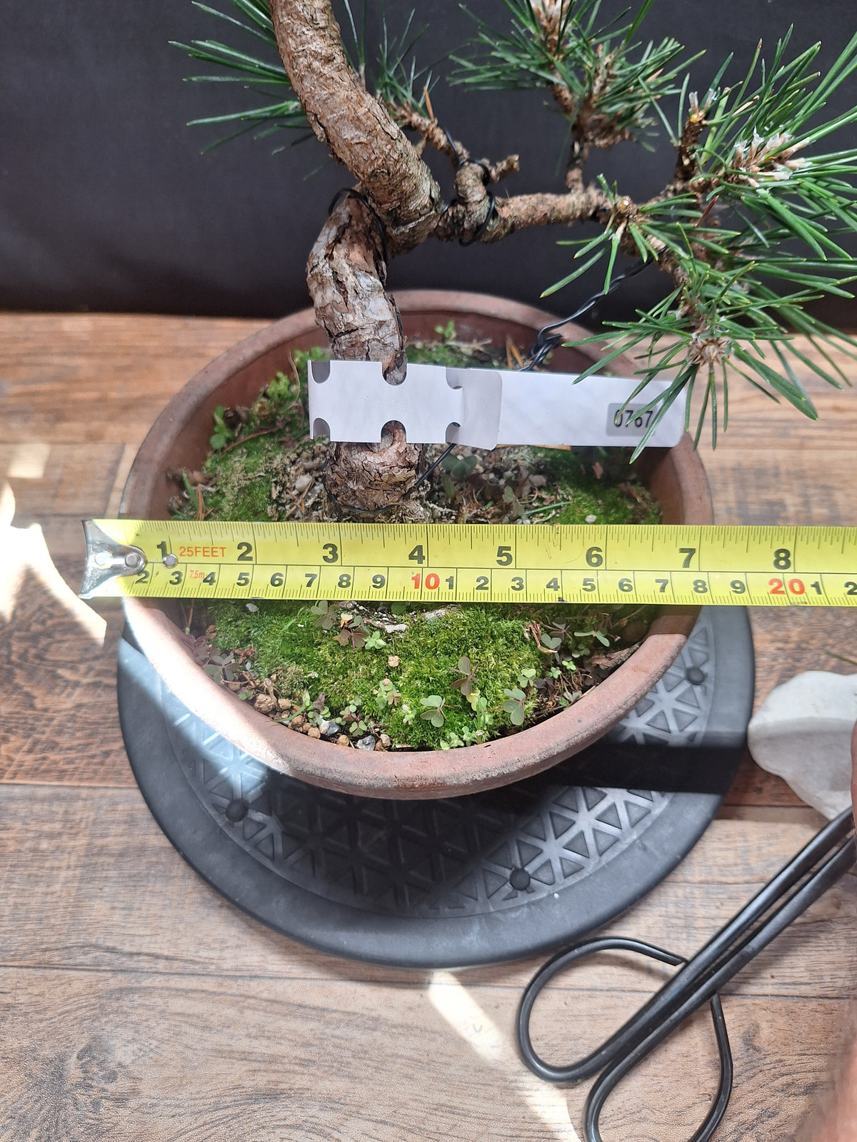 Japanese black pine Bonsai -Pinus Thumbergii Kobotuki #767