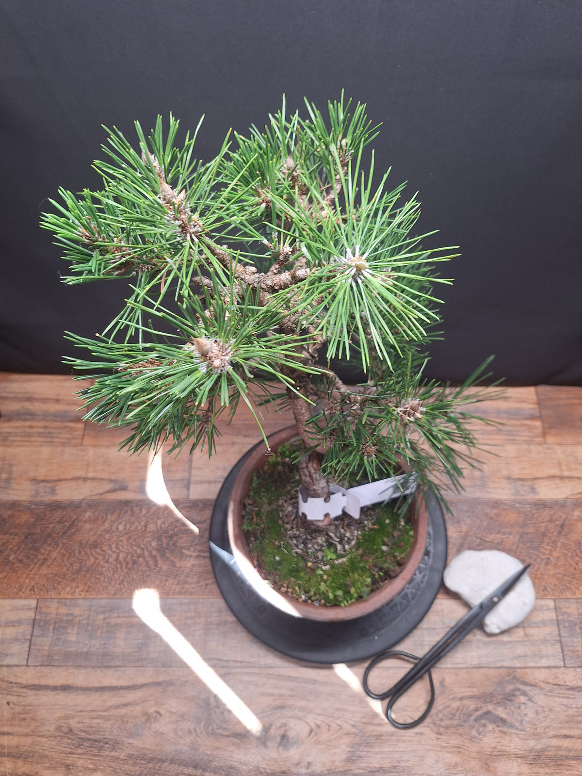 Japanese black pine Bonsai -Pinus Thumbergii Kobotuki #767
