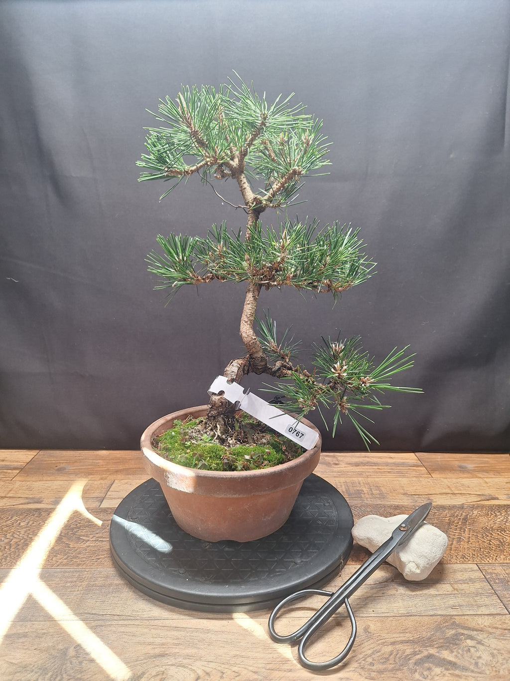 Japanese black pine Bonsai -Pinus Thumbergii Kobotuki #767