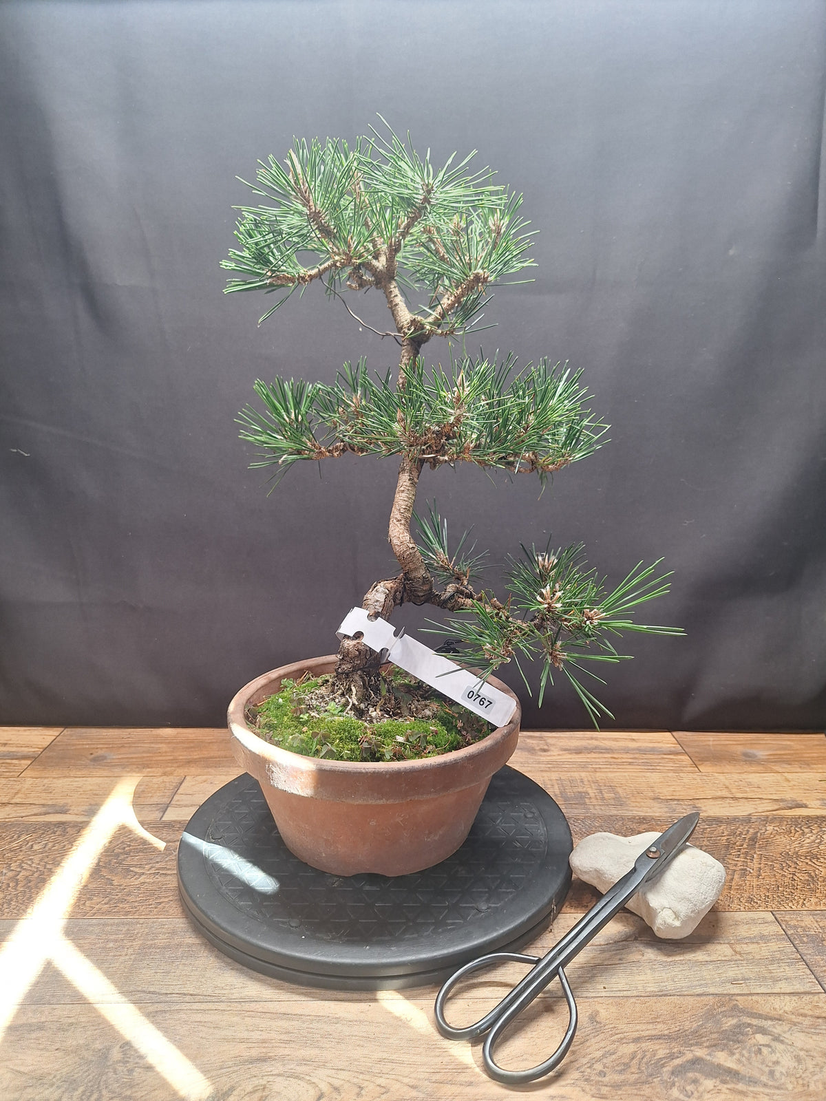 Japanese black pine Bonsai -Pinus Thumbergii Kobotuki #767