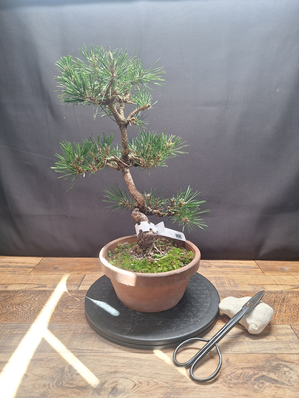 Japanese black pine Bonsai -Pinus Thumbergii Kobotuki #767
