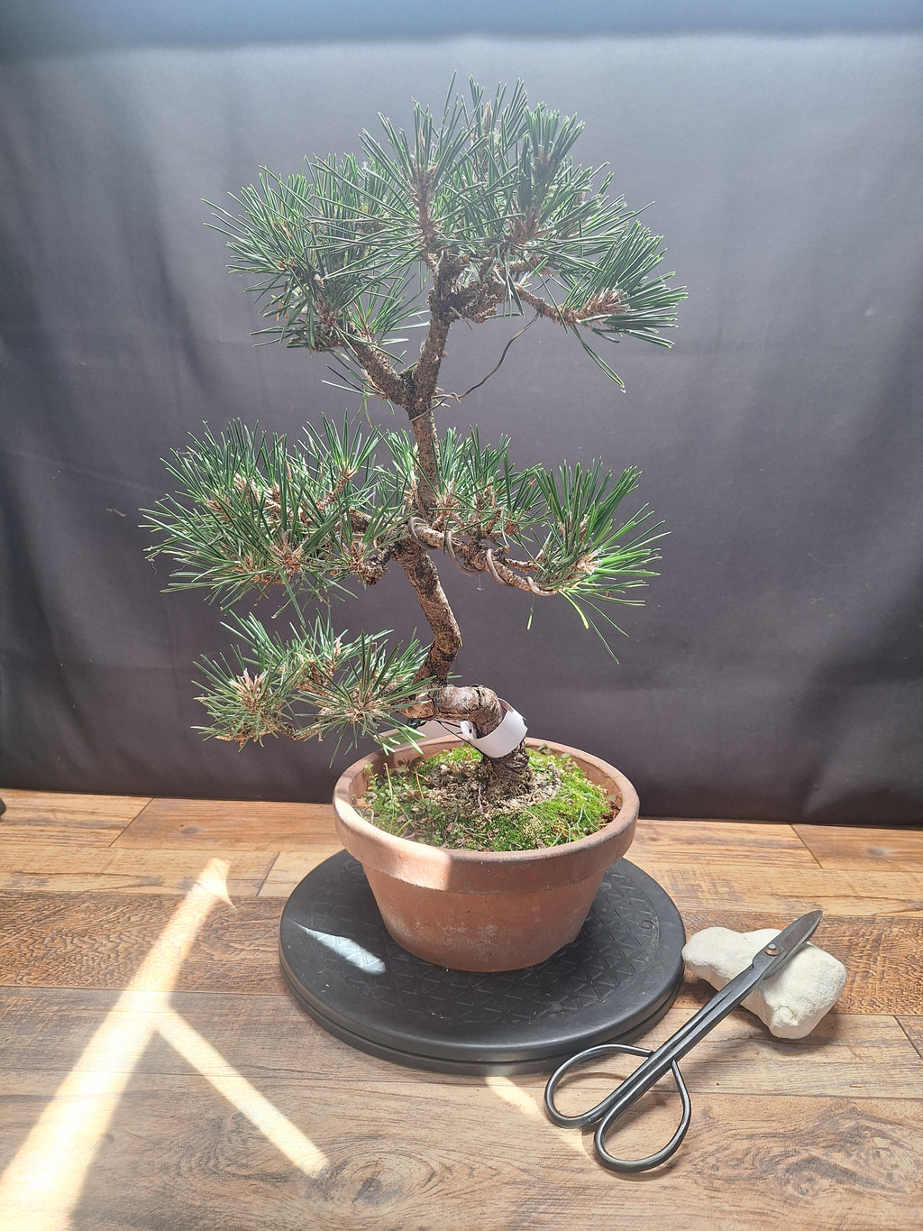 Japanese black pine Bonsai -Pinus Thumbergii Kobotuki #767