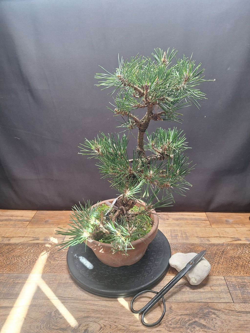 Japanese black pine Bonsai -Pinus Thumbergii Kobotuki #767