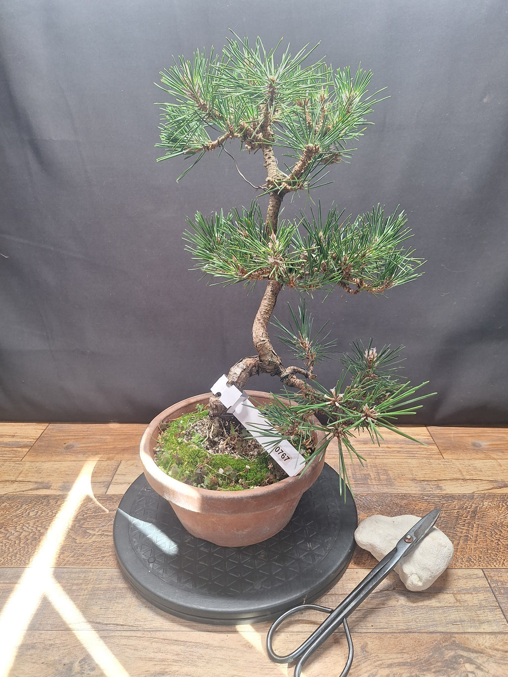 Japanese black pine Bonsai -Pinus Thumbergii Kobotuki #767