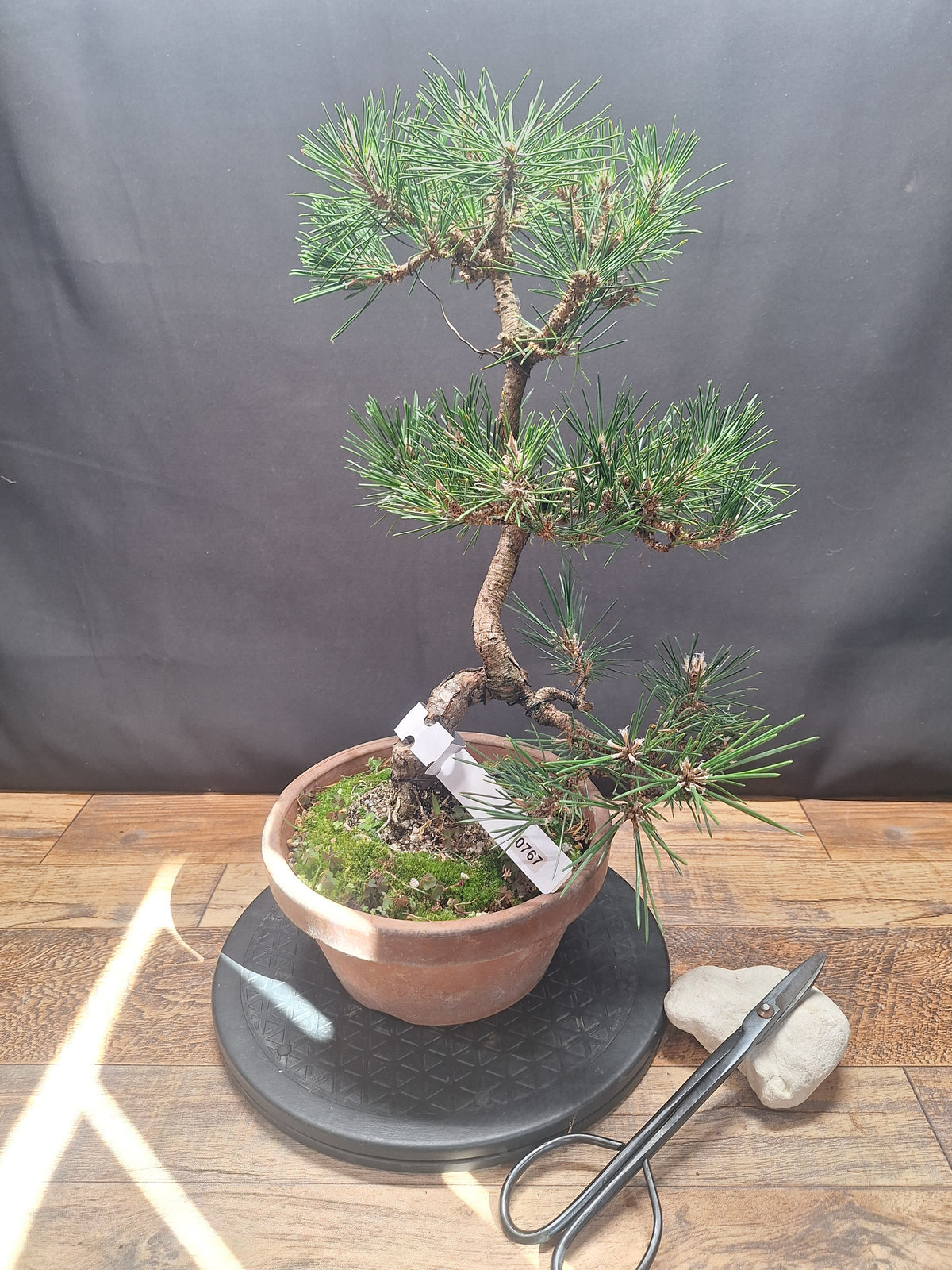 Japanese black pine Bonsai -Pinus Thumbergii Kobotuki #767