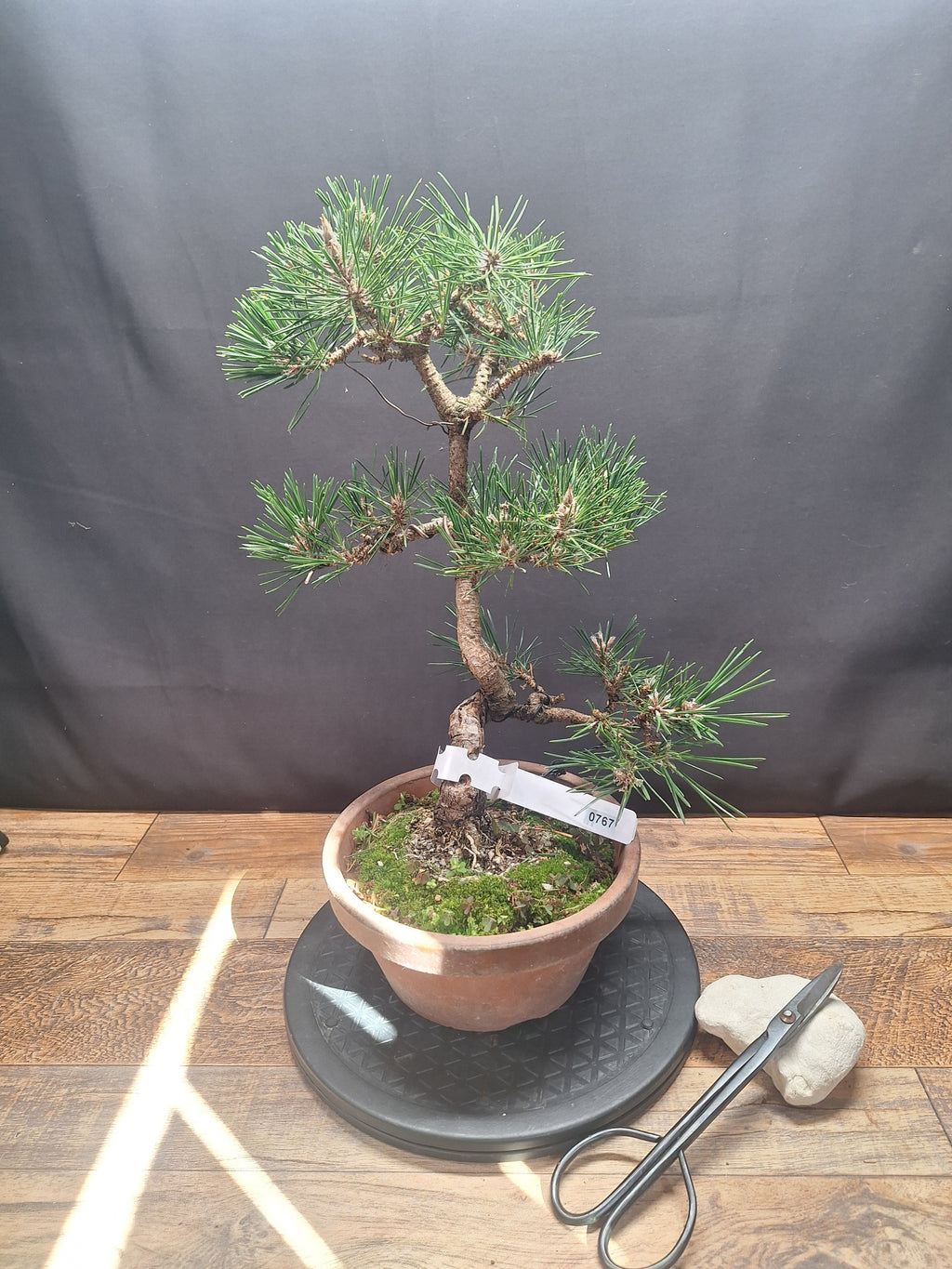 Japanese black pine Bonsai -Pinus Thumbergii Kobotuki #767
