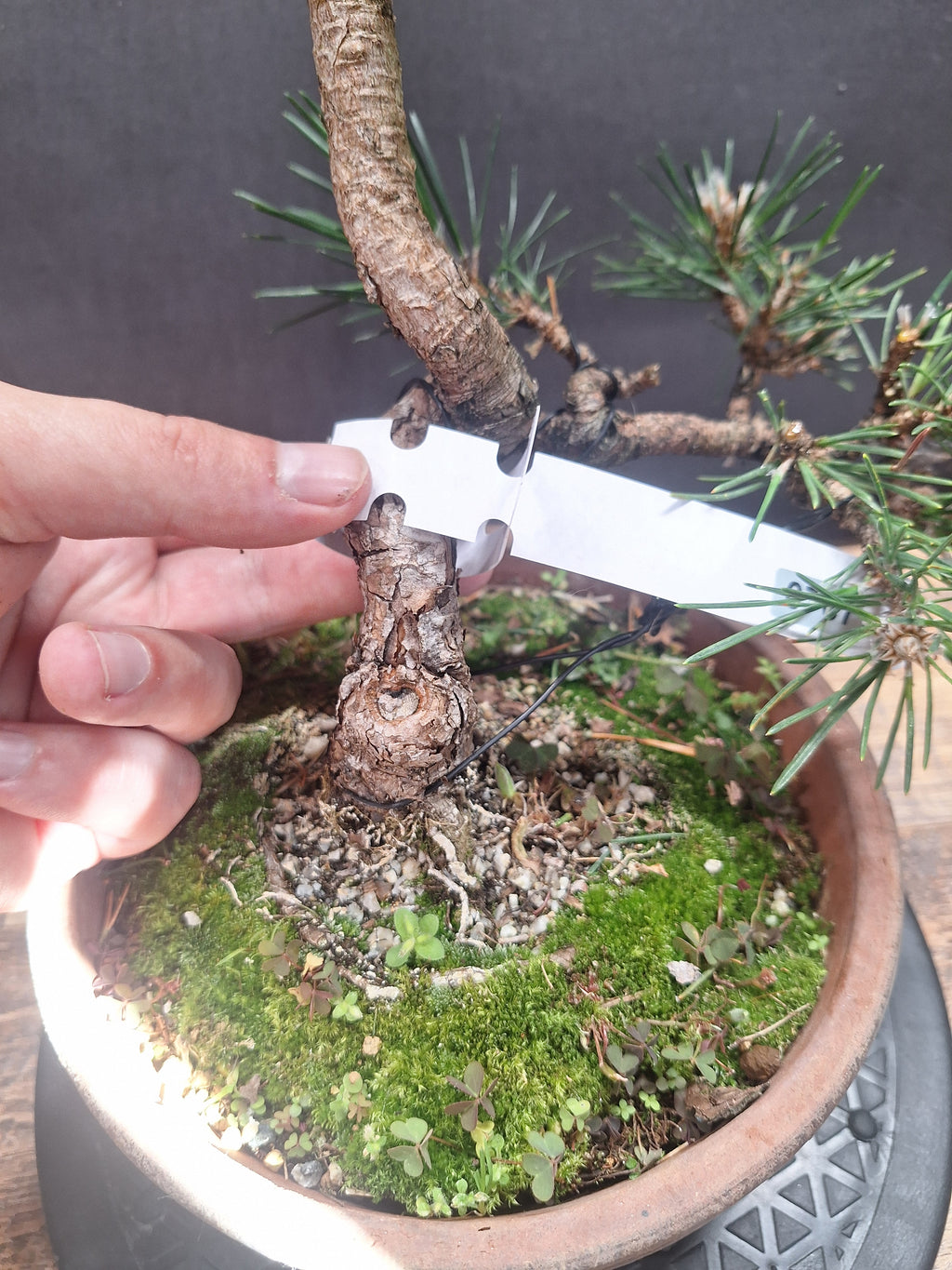 Japanese black pine Bonsai -Pinus Thumbergii Kobotuki #767