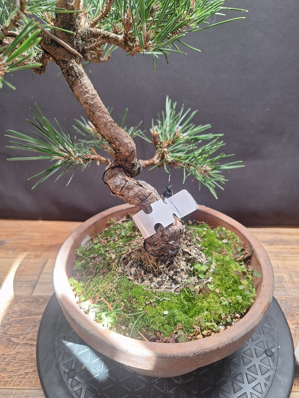 Japanese black pine Bonsai -Pinus Thumbergii Kobotuki #767