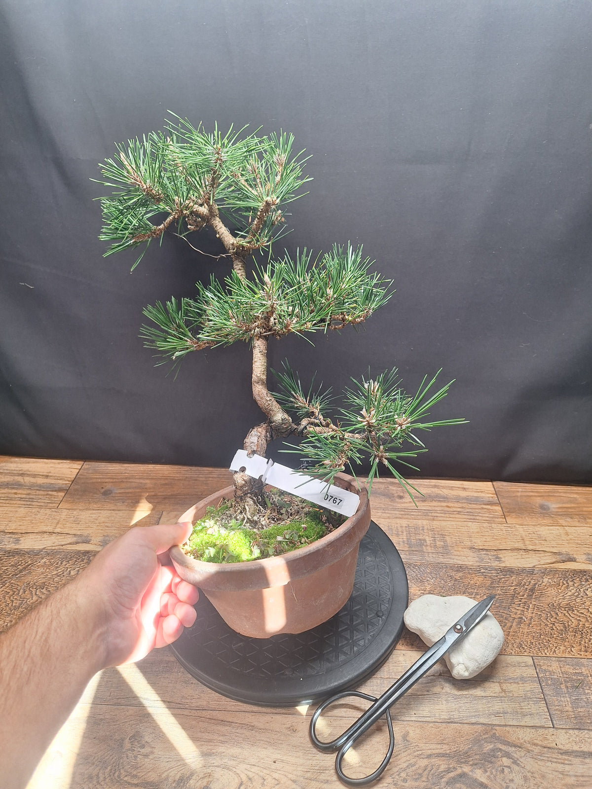 Japanese black pine Bonsai -Pinus Thumbergii Kobotuki #767