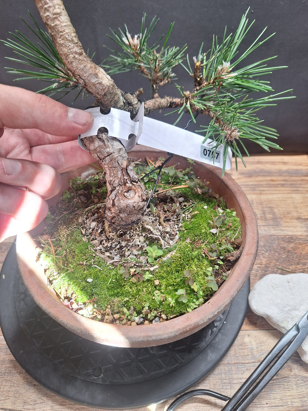 Japanese black pine Bonsai -Pinus Thumbergii Kobotuki #767