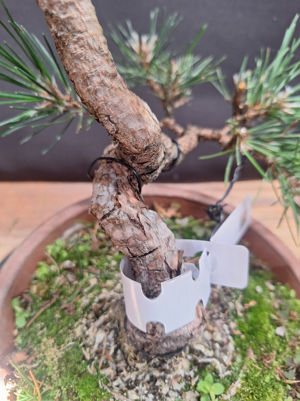 Japanese black pine Bonsai -Pinus Thumbergii Kobotuki #767