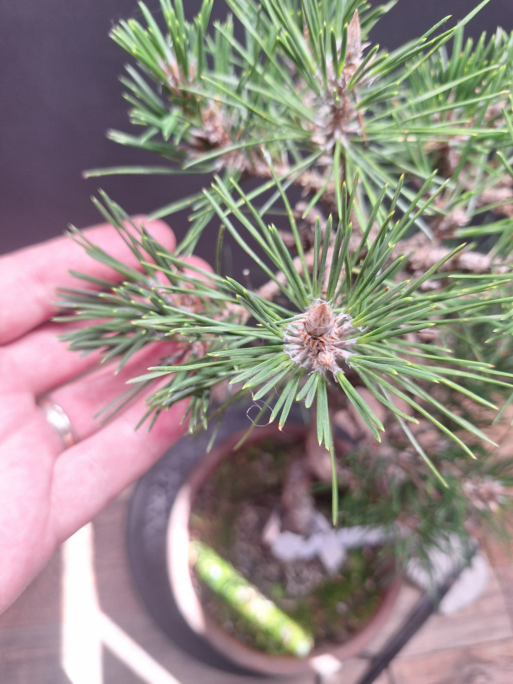 Japanese black pine Bonsai -Pinus Thumbergii Kobotuki #767