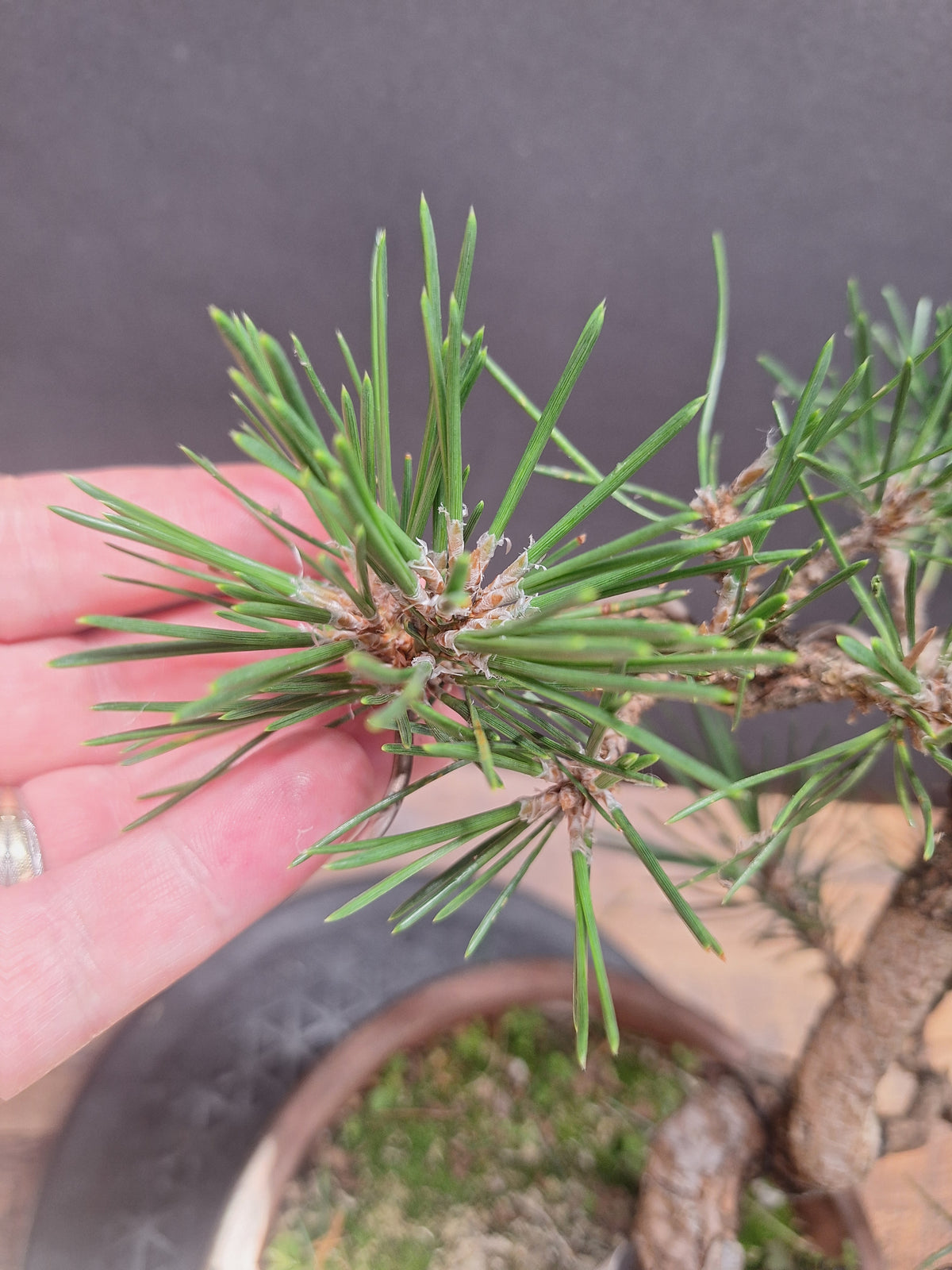Japanese black pine Bonsai -Pinus Thumbergii Kobotuki #767