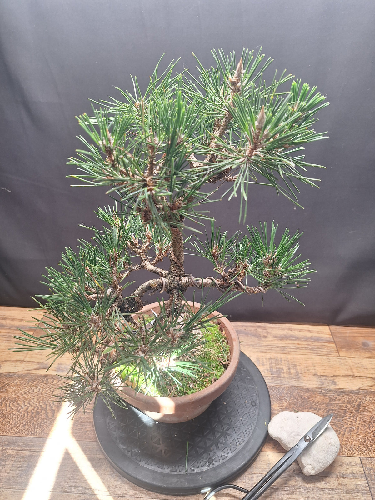 Japanese black pine Bonsai -Pinus Thumbergii Kobotuki #767