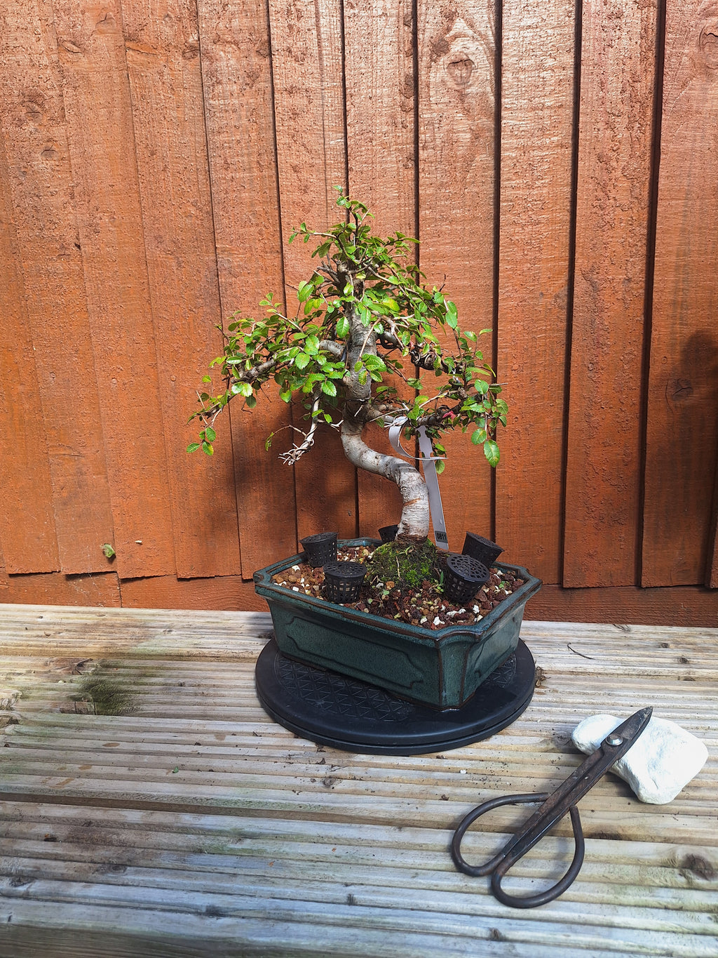 Chinese Elm Bonsai Tree – 23cm Turquoise Glazed Pot, Mature Outdoor Bonsai