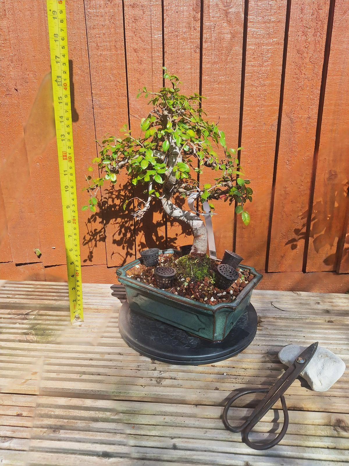Chinese Elm Bonsai Tree – 23cm Turquoise Glazed Pot, Mature Outdoor Bonsai