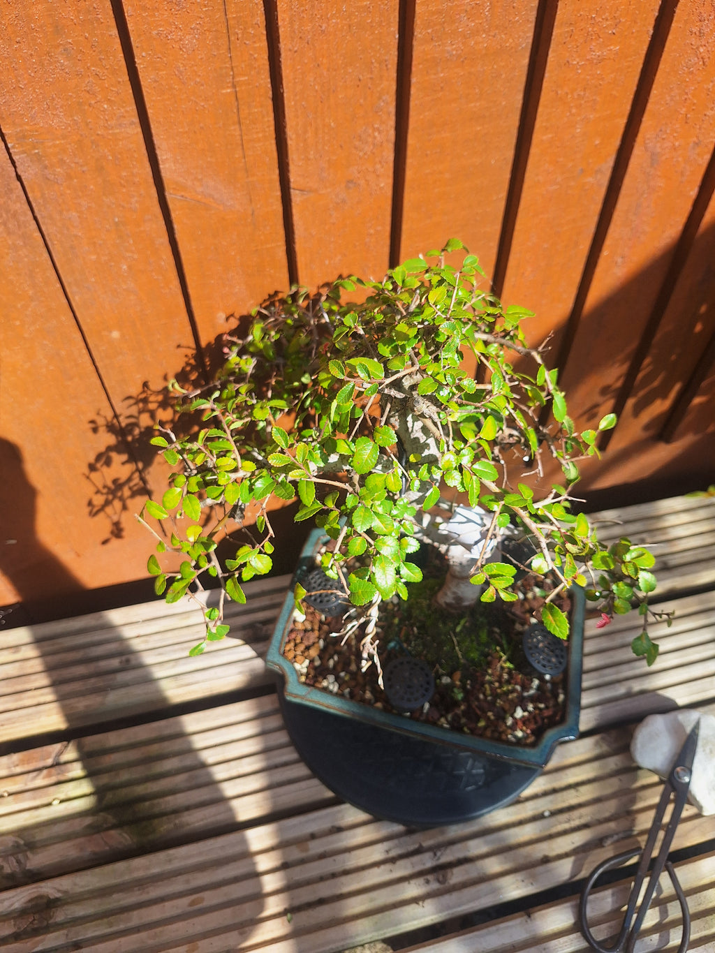 Chinese Elm Bonsai Tree – 23cm Turquoise Glazed Pot, Mature Outdoor Bonsai