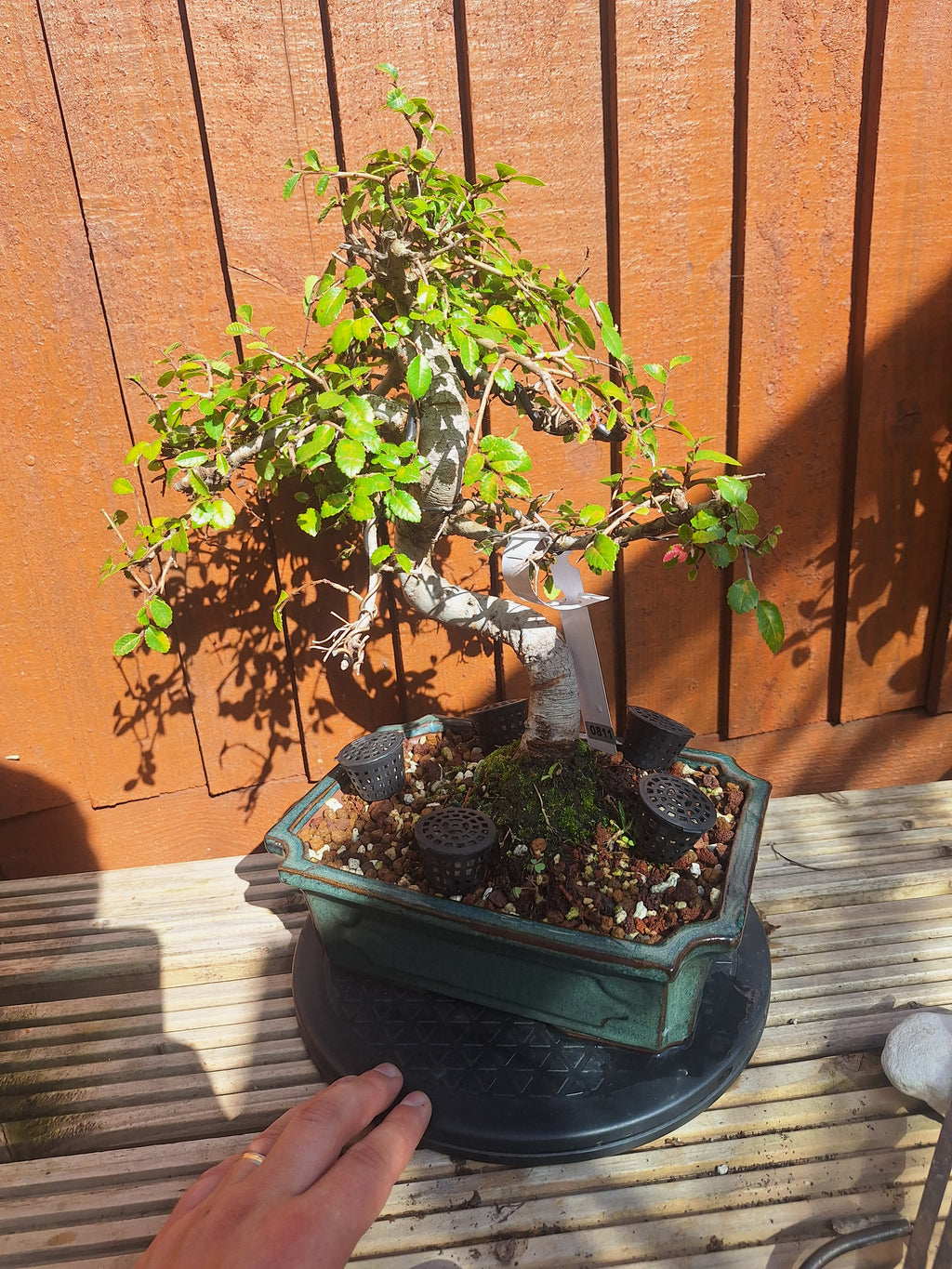 Chinese Elm Bonsai Tree – 23cm Turquoise Glazed Pot, Mature Outdoor Bonsai