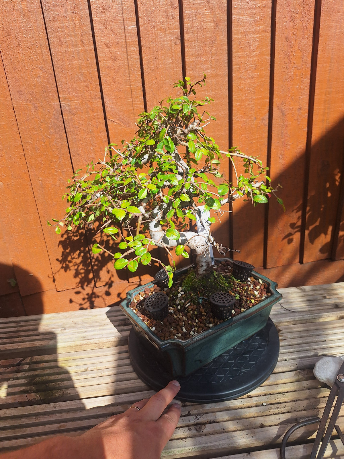 Chinese Elm Bonsai Tree – 23cm Turquoise Glazed Pot, Mature Outdoor Bonsai
