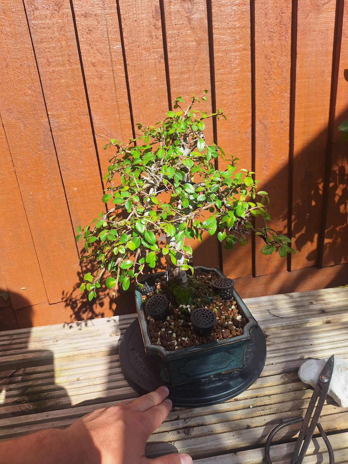 Chinese Elm Bonsai Tree – 23cm Turquoise Glazed Pot, Mature Outdoor Bonsai