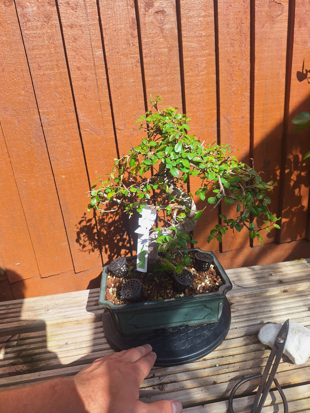Chinese Elm Bonsai Tree – 23cm Turquoise Glazed Pot, Mature Outdoor Bonsai