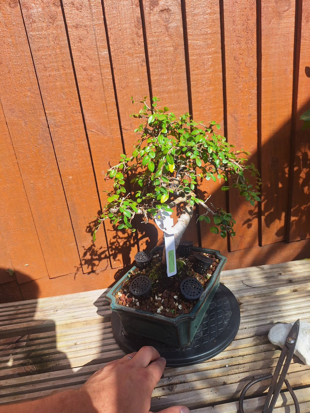 Chinese Elm Bonsai Tree – 23cm Turquoise Glazed Pot, Mature Outdoor Bonsai