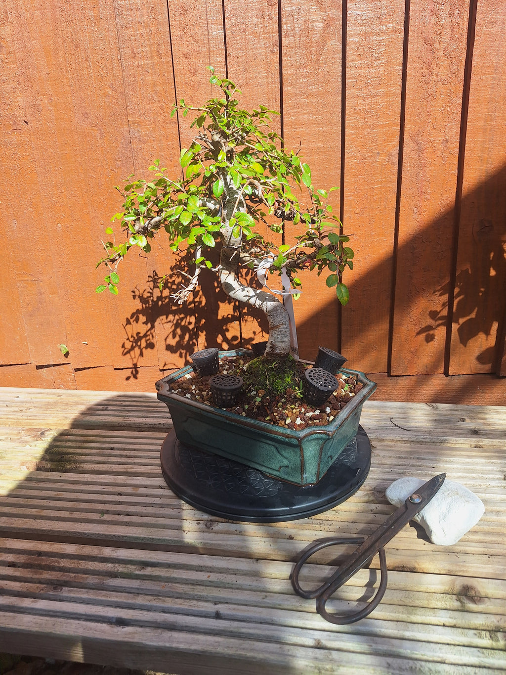 Chinese Elm Bonsai Tree – 23cm Turquoise Glazed Pot, Mature Outdoor Bonsai