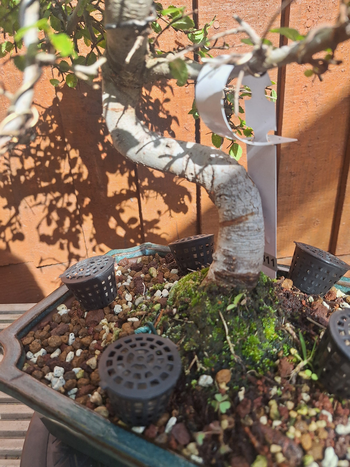 Chinese Elm Bonsai Tree – 23cm Turquoise Glazed Pot, Mature Outdoor Bonsai