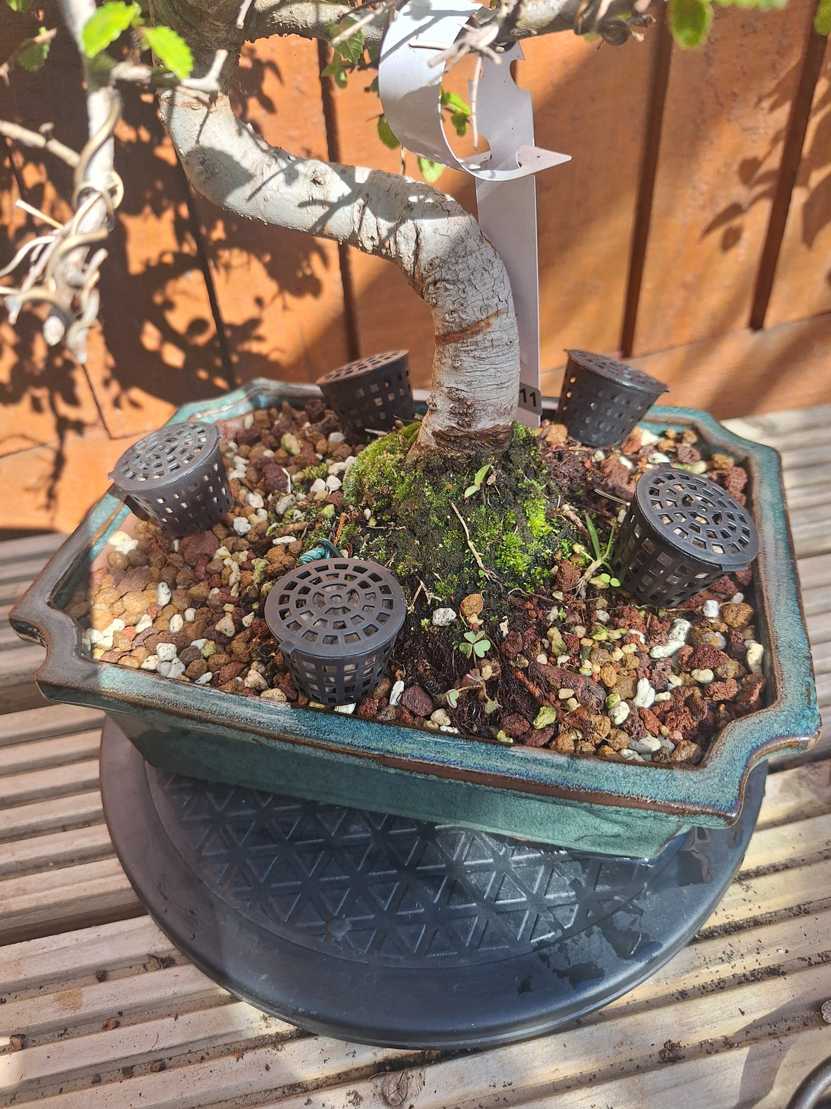 Chinese Elm Bonsai Tree – 23cm Turquoise Glazed Pot, Mature Outdoor Bonsai
