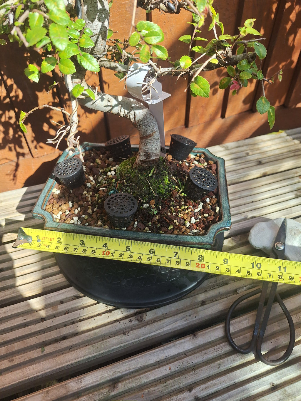 Chinese Elm Bonsai Tree – 23cm Turquoise Glazed Pot, Mature Outdoor Bonsai