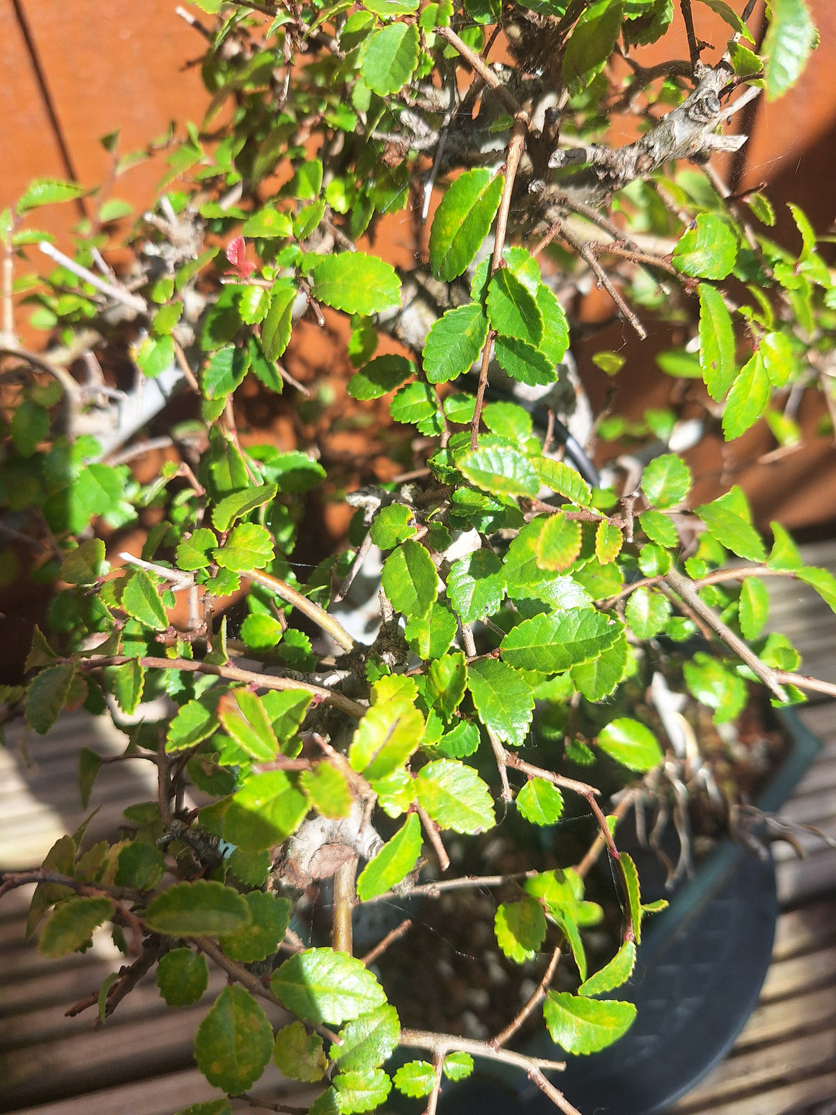 Chinese Elm Bonsai Tree – 23cm Turquoise Glazed Pot, Mature Outdoor Bonsai