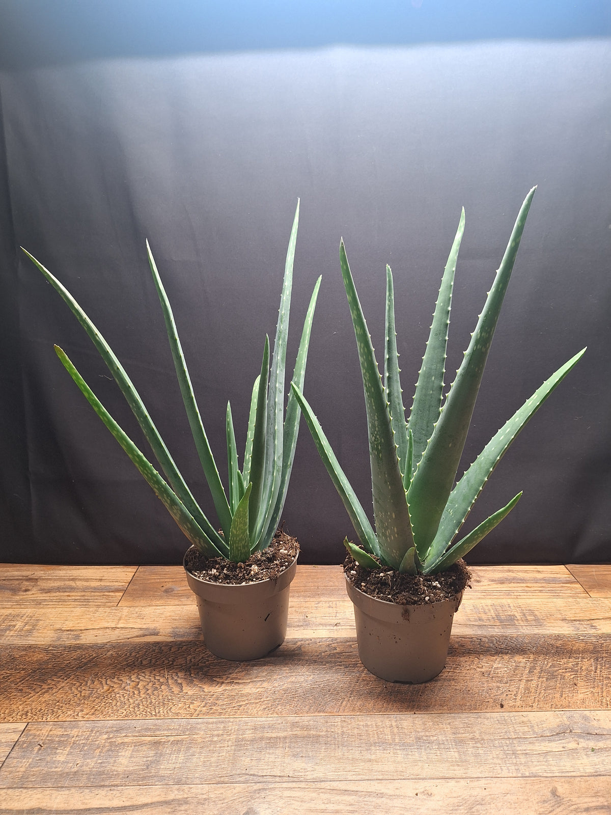 Aloe Vera Plants – Pair of 2, 34–40cm Tall, 10cm Pots