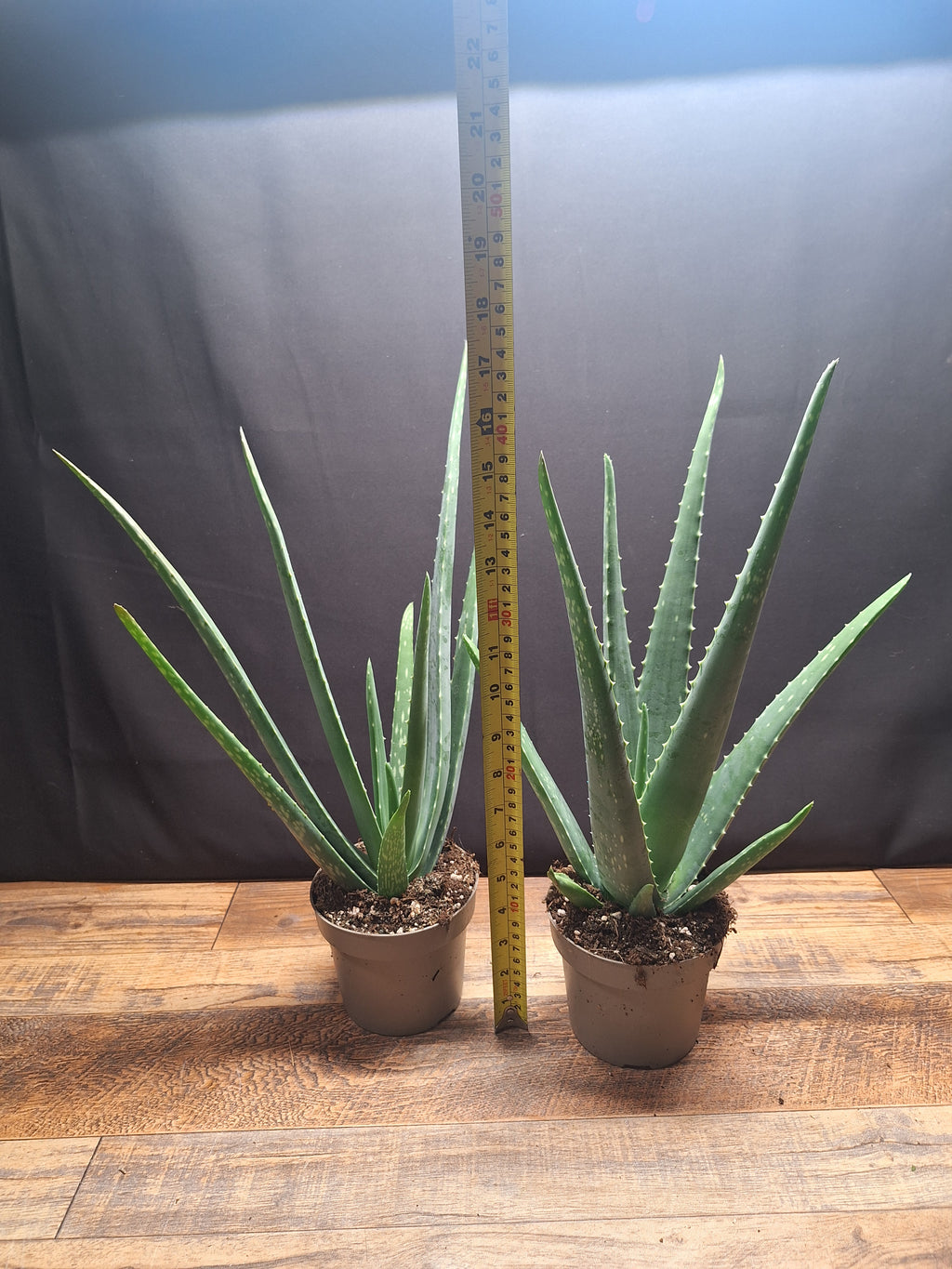 Aloe Vera Plants – Pair of 2, 34–40cm Tall, 10cm Pots