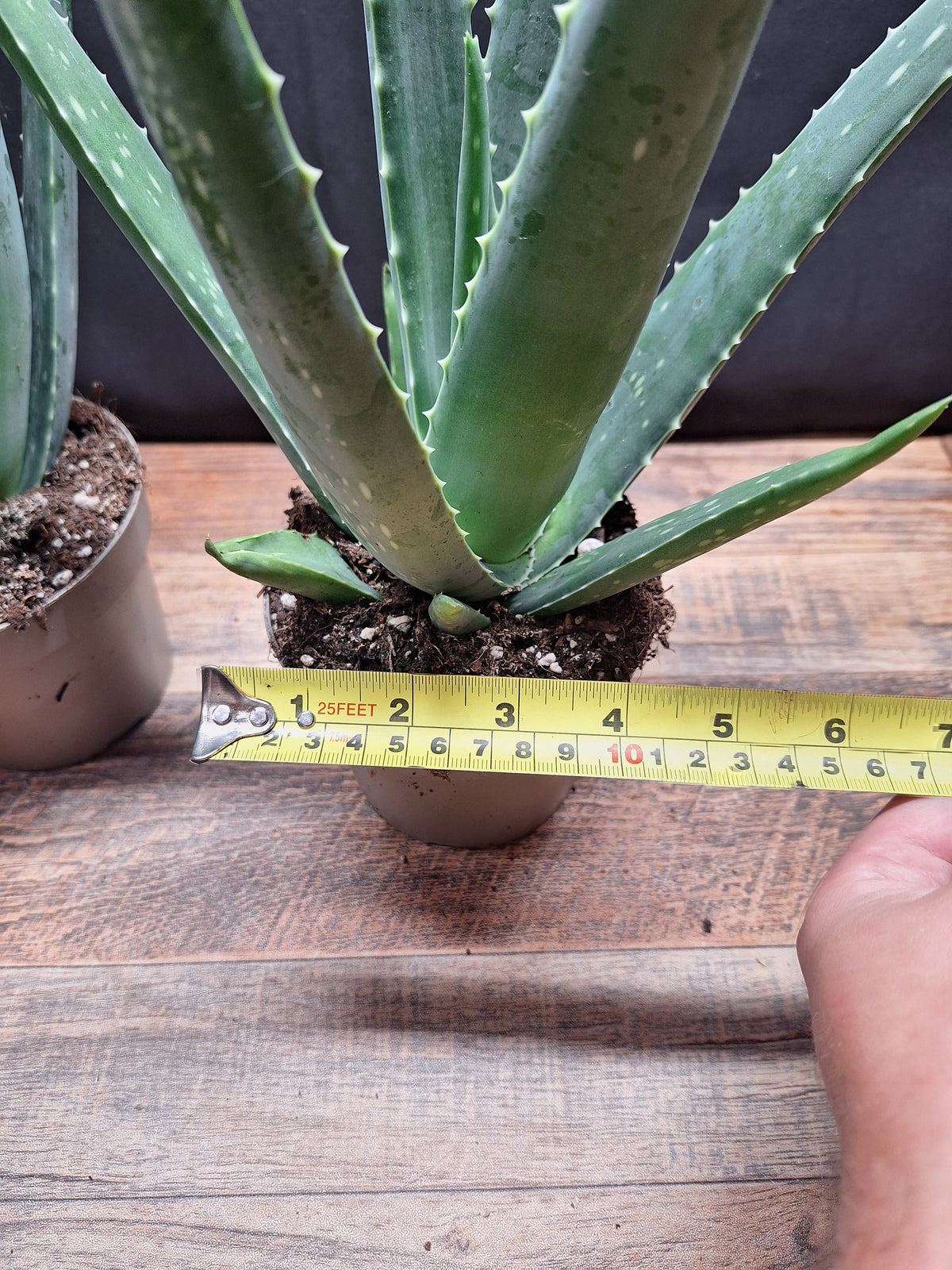 Aloe Vera Plants – Pair of 2, 34–40cm Tall, 10cm Pots