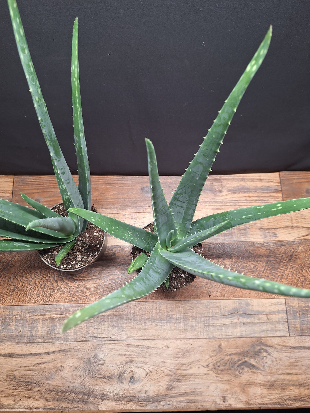 Aloe Vera Plants – Pair of 2, 34–40cm Tall, 10cm Pots