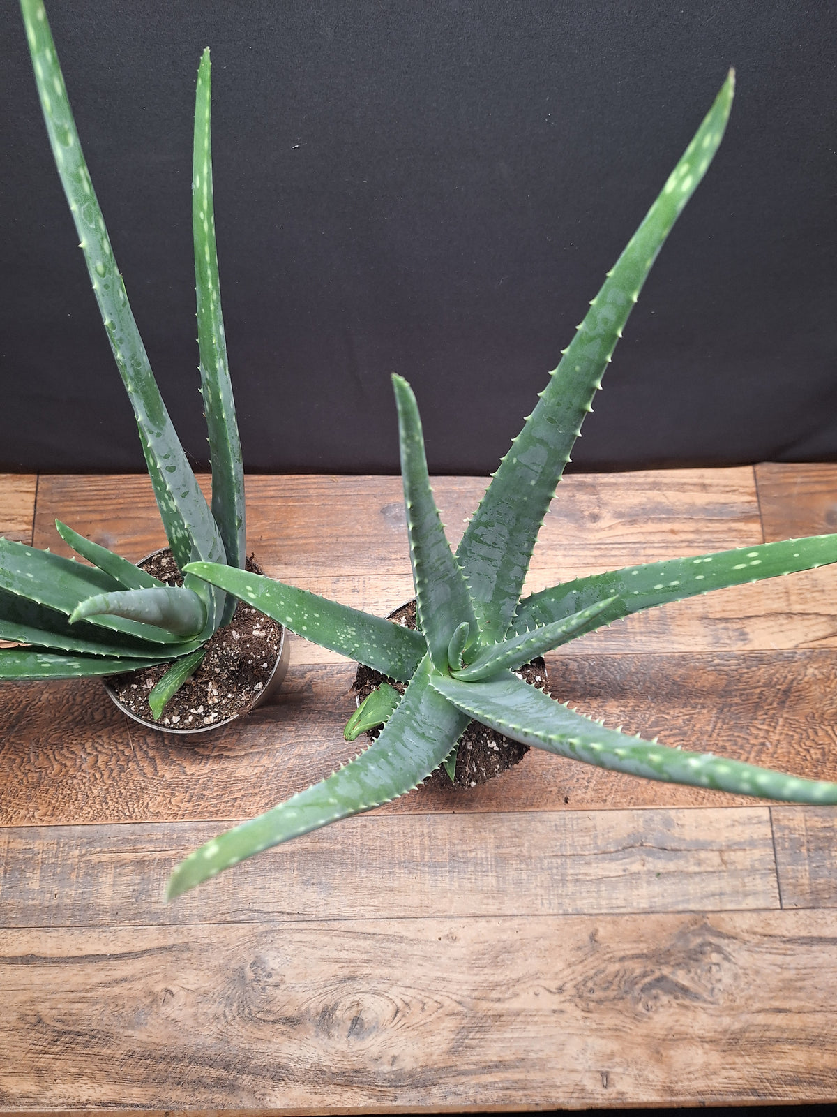 Aloe Vera Plants – Pair of 2, 34–40cm Tall, 10cm Pots