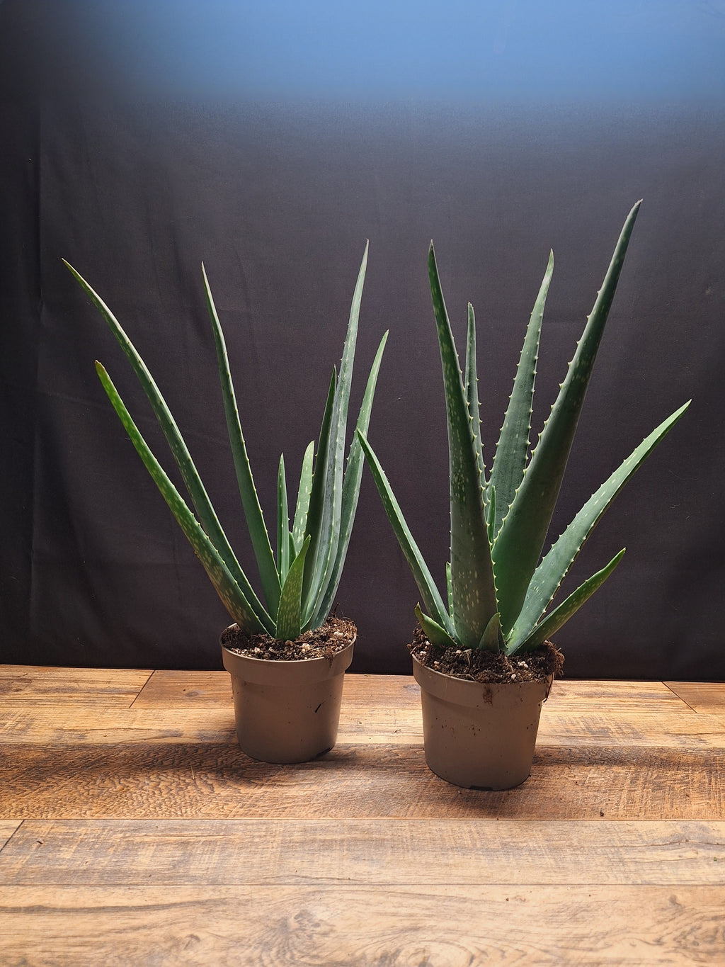 Aloe Vera Plants – Pair of 2, 34–40cm Tall, 10cm Pots