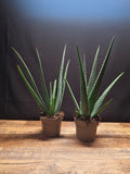 Aloe Vera Plants – Pair of 2, 34–40cm Tall, 10cm Pots