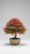 Japanese Maple Bonsai in Ceramic Pot