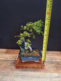 Chinese elm bonsai trees in 15 cm pot & premium soil , choose your favourite