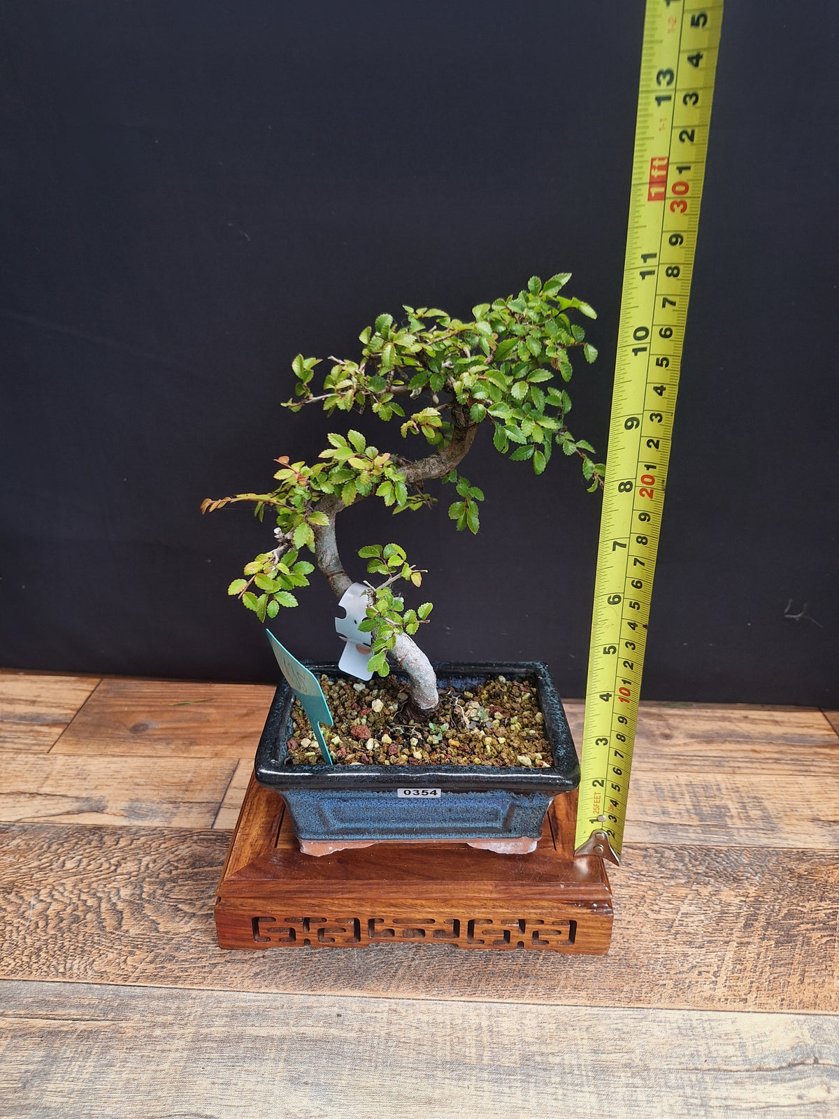 Chinese elm bonsai trees in 15 cm pot & premium soil , choose your favourite
