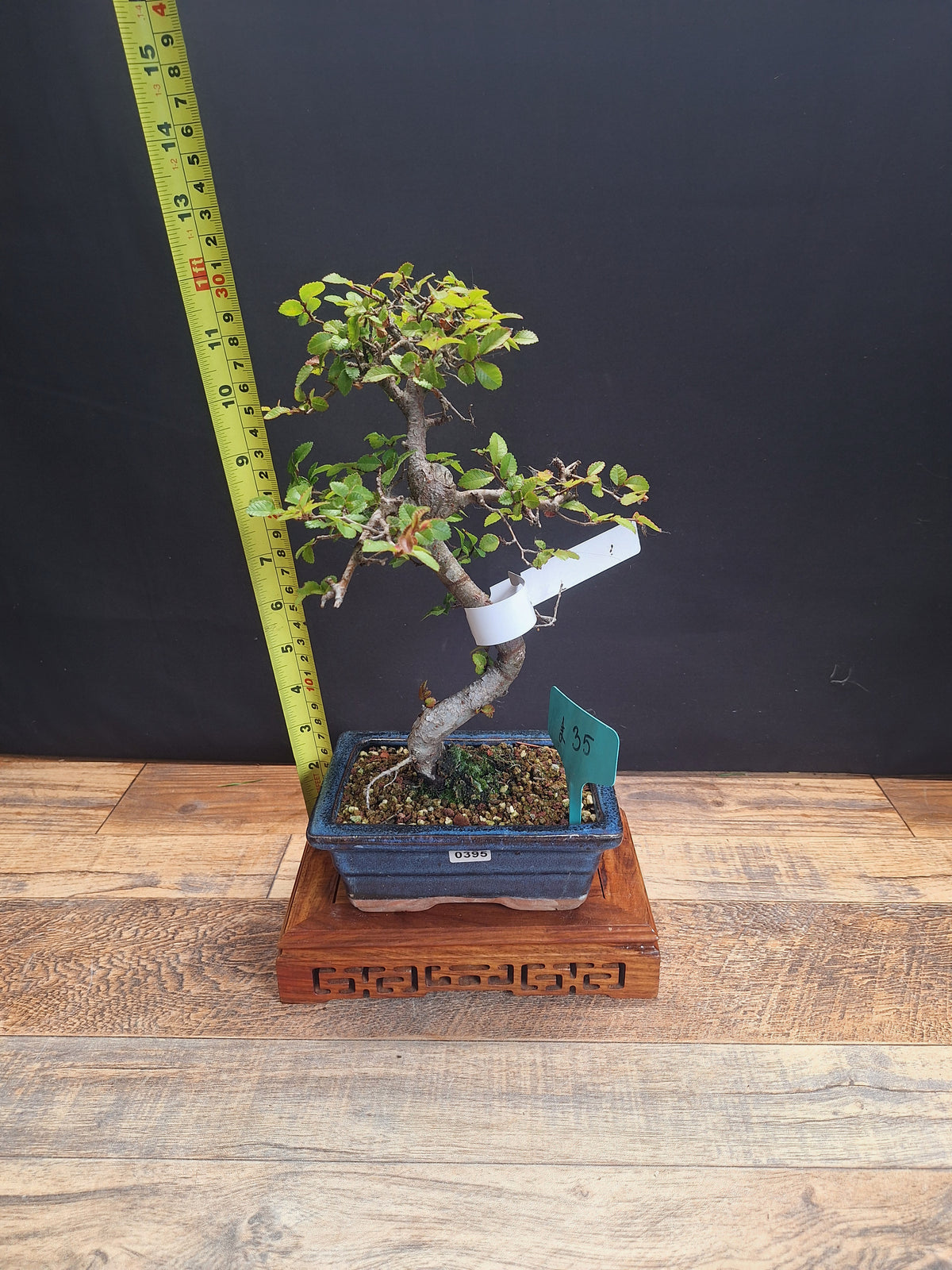 Chinese elm bonsai trees in 15 cm pot & premium soil , choose your favourite