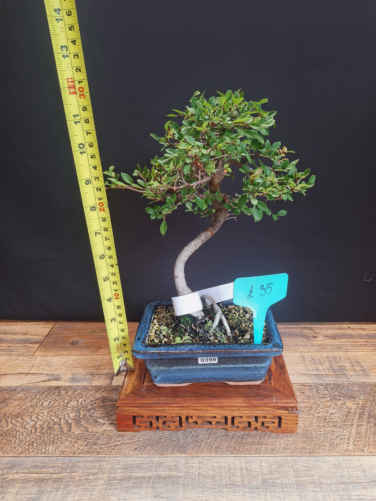 Chinese elm bonsai trees in 15 cm pot & premium soil , choose your favourite