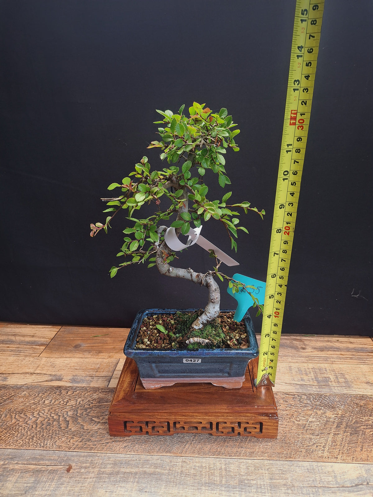 Chinese elm bonsai trees in 15 cm pot & premium soil , choose your favourite