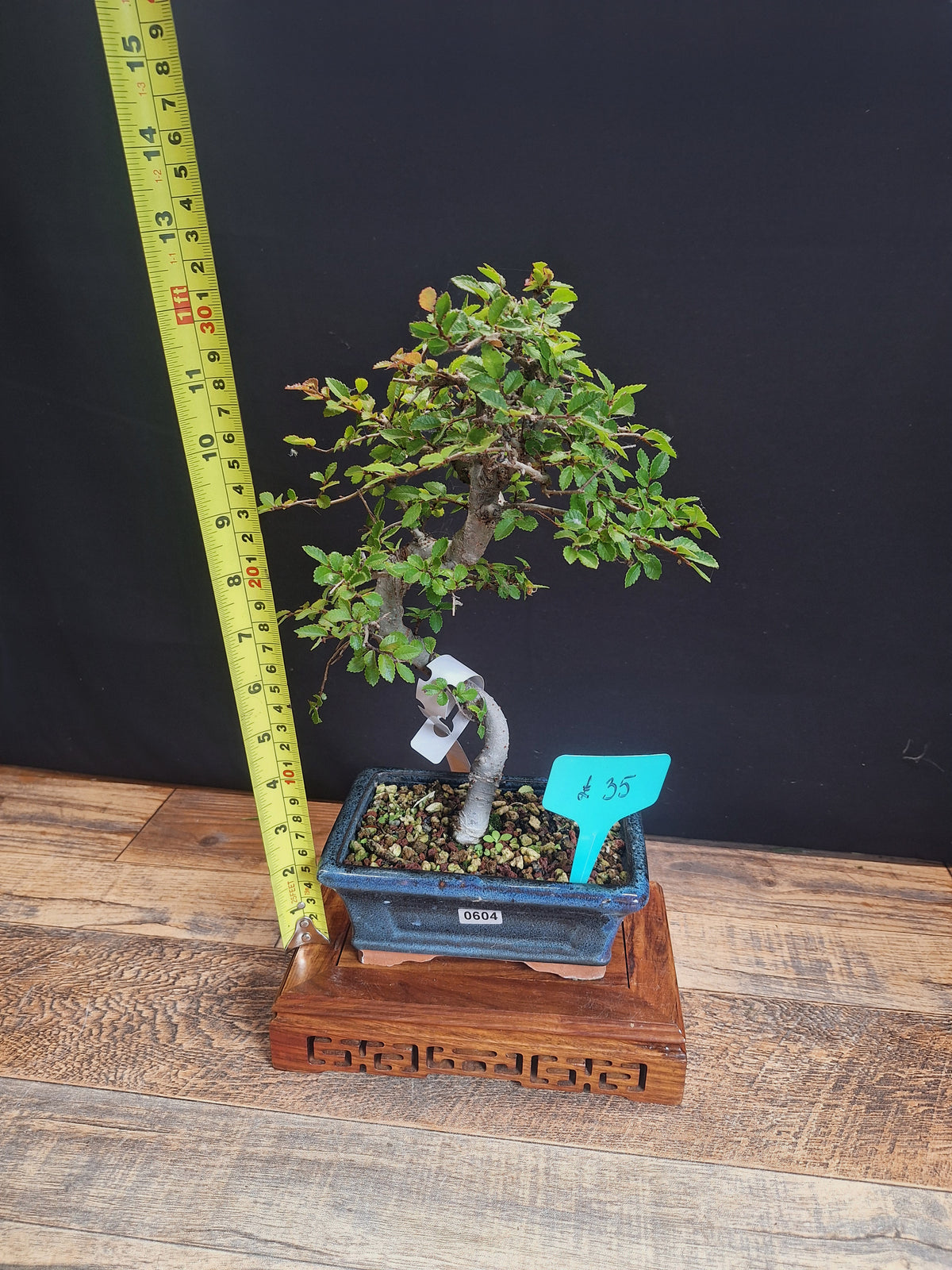 Chinese elm bonsai trees in 15 cm pot & premium soil , choose your favourite
